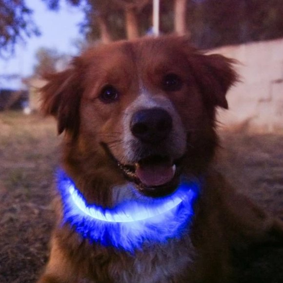 πHost Pickπ (OFFERS WELCOME) HALO Dog Collar - Picture 3 of 9